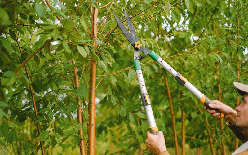 Tree trimming in Hooppole, IL