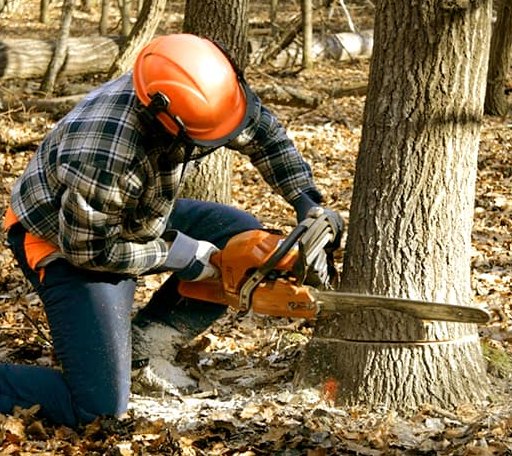Tree Removal in Hooppole, IL